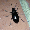 Darkling Beetle