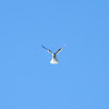 White tailed Kite