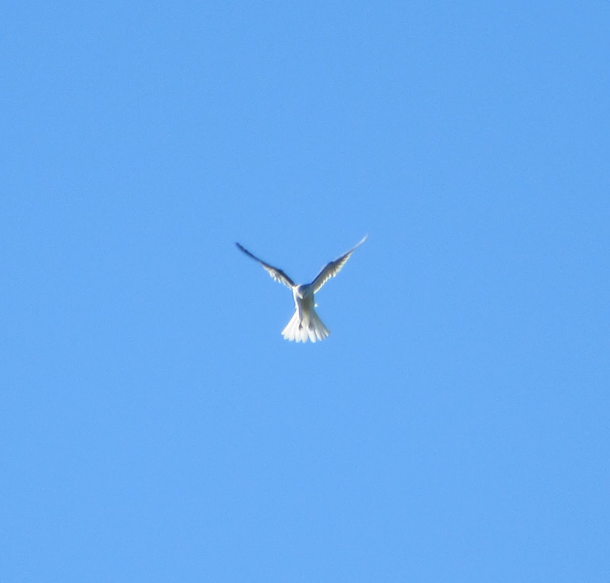 White tailed Kite