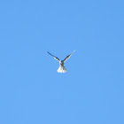 White tailed Kite