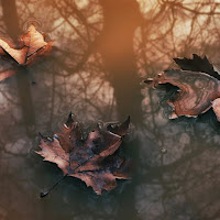 Le foglie morte  di 