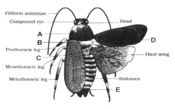 Cockroach- Morphology & Anatomy