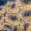 Aggregating anemone