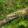 White-marked Tussock Moth Caterpillar