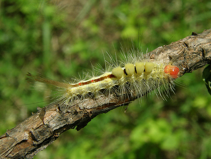 White-marked Tussock Moth Caterpillar