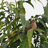 Asian Brown Flycatcher