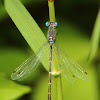 Southern Spreadwing