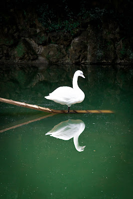 Cigno di ligiusph