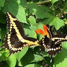 Eastern Giant Swallowtail