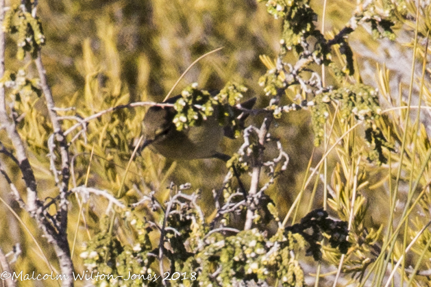 Chiffchaff; Mosquitero Común