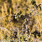 Chiffchaff; Mosquitero Común