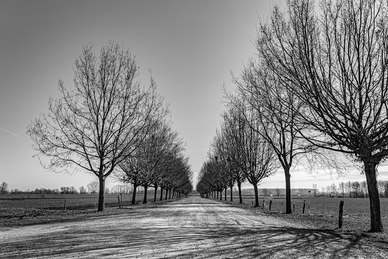 viale alberato di tano53