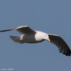 Herring Gull