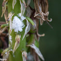 Citrus Flatid Planthopper