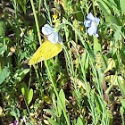 Sleepy Orange Butterfly