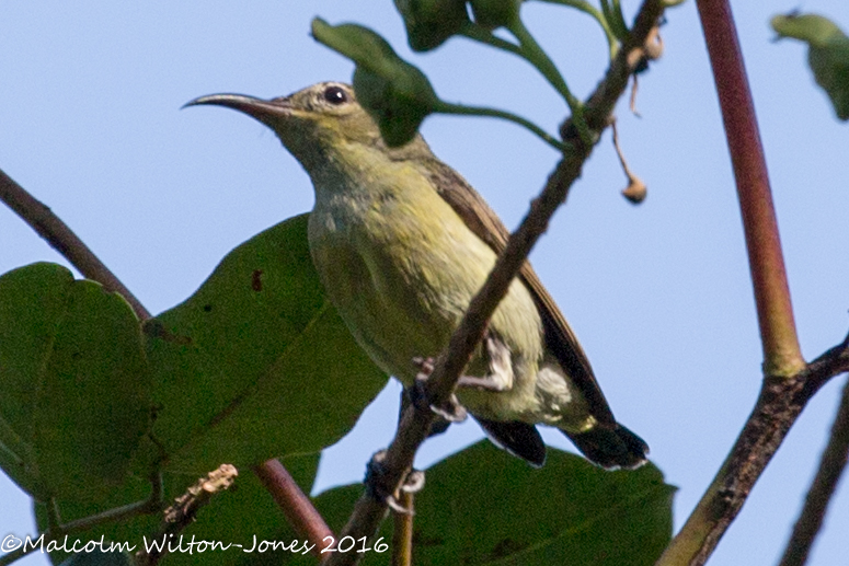 Brown-throated Sunbird