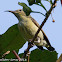 Brown-throated Sunbird