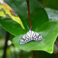 GVI Phang Nga Biodiversity Surveys