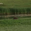 North American beaver