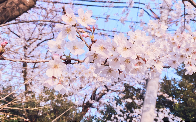 シビックの桜の季節・洗車♪に関するカスタム事例の投稿画像2枚目