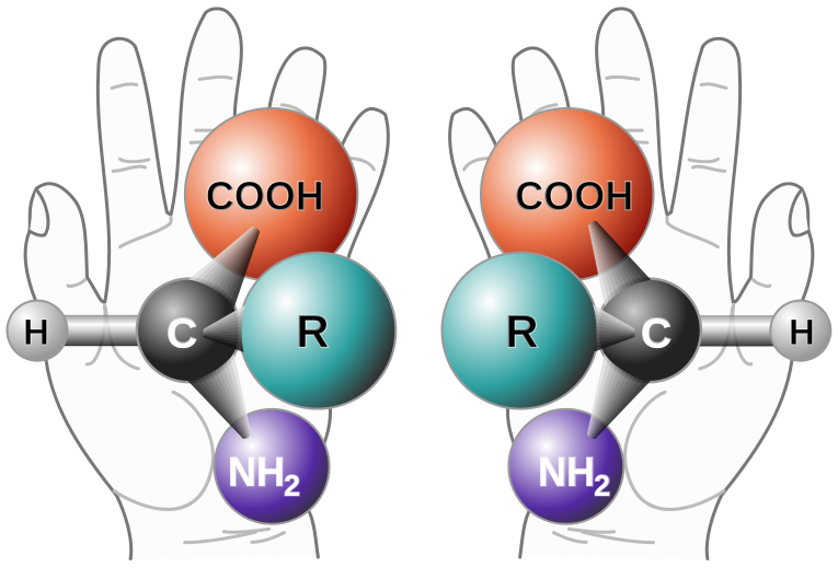 An amino acid (carbon bonded to H, -NH2, -COOH, and -R group). The models are mirror images. Shown with a pair of hands which are also mirror images.