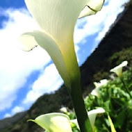 【竹子湖】苗榜花園餐廳