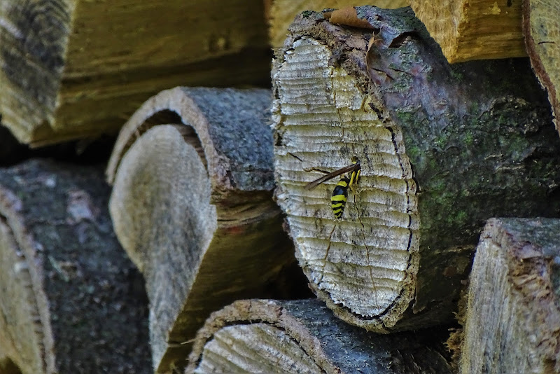 il legno si fa tana di dan