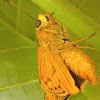 Lesser dart (skipper butterfly)