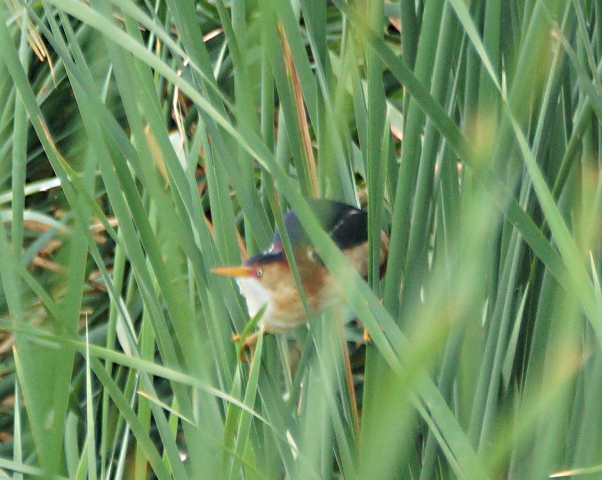 Least Bittern