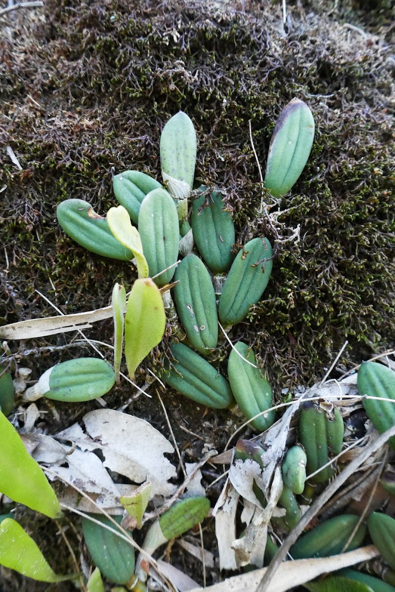 Rock Felt Fern