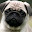 Pug New Tab Page HD Popular Pets Theme