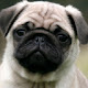 Pug New Tab Page HD Popular Pets Theme