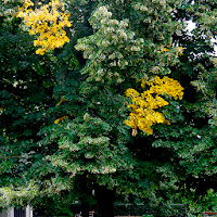 Tocco di giallo di 