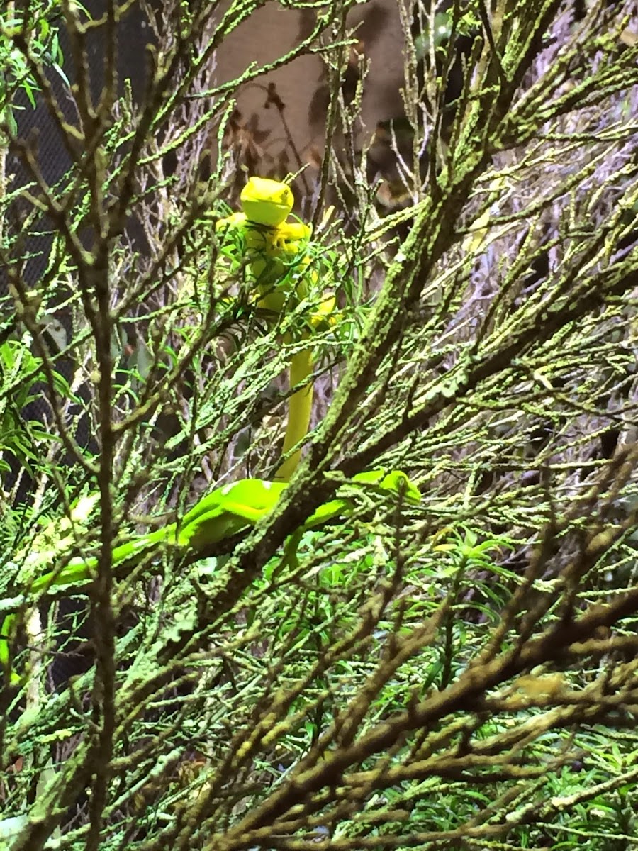 Auckland Green Gecko