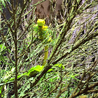 Auckland Green Gecko