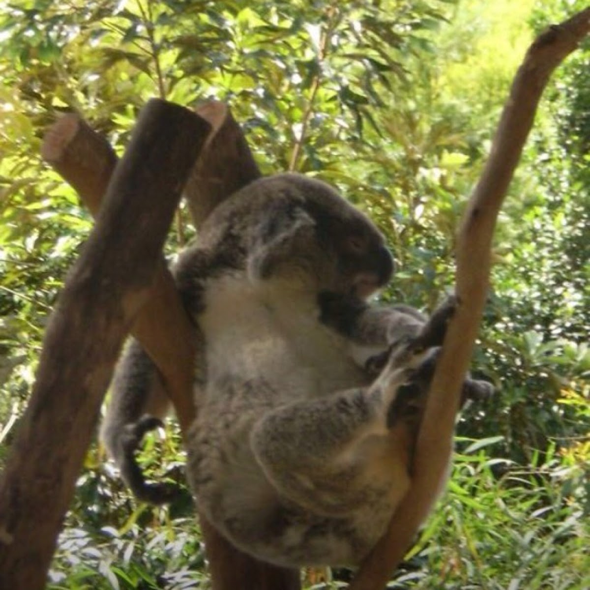 Koala