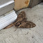 Waved Sphinx Moth