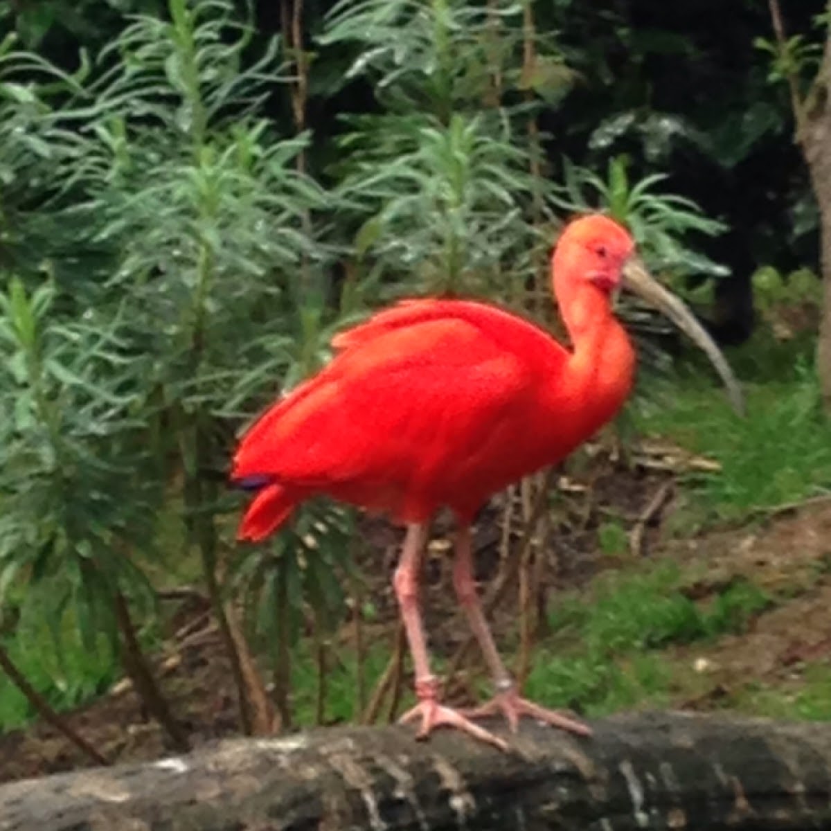 Scarlet ibis