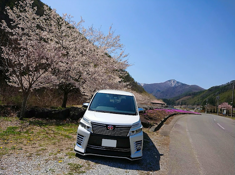 ヴォクシーの桜と愛車・絶景スポット・山桜コラボ・リベンジ撮影・祝日だけど仕事に関するカスタム事例の投稿画像5枚目