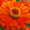 Zinnia