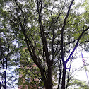 honey locust