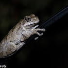 Cope's Gray Treefrog