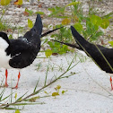 Black Skimmer