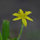 Grass flower