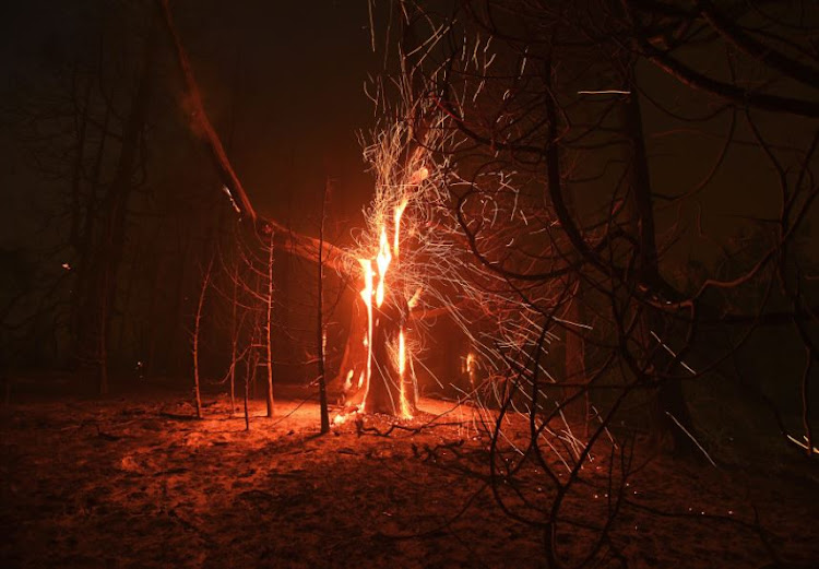 Embers fly from a tree as the Ponderosa Fire burns east of Oroville, California, U.S. August 29, 2017.