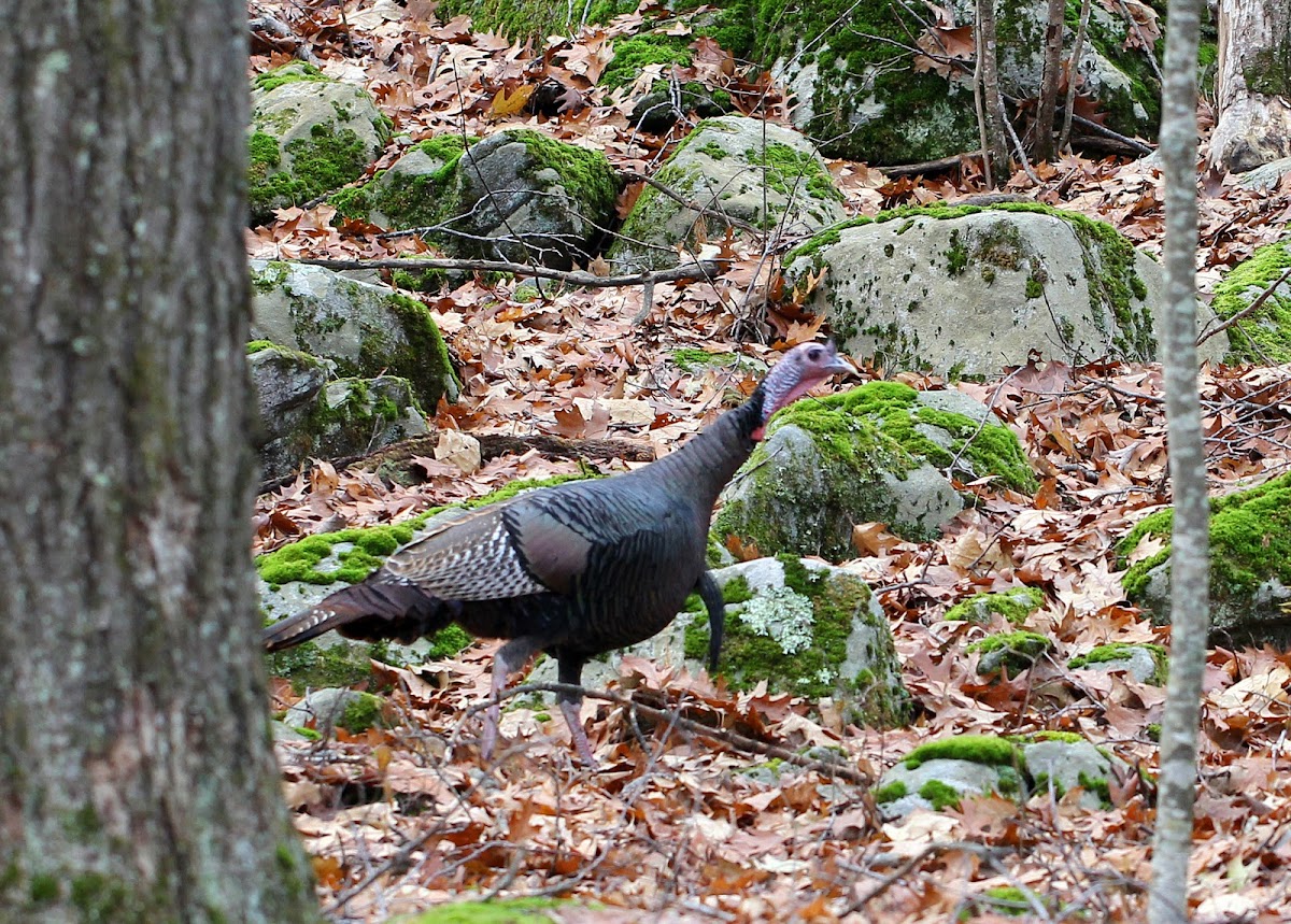 Wild Turkeys