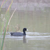 American Coot