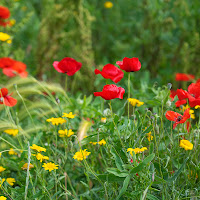 Il rosso di Maggio di 