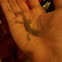 Common house gecko