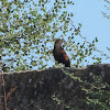 Greater Coucal